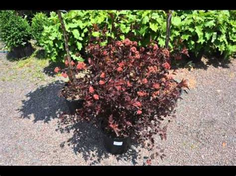 Shop for tiny wine gold ninebarks online and ship it directly to your door from the nursery. Deer Resistant Ninebark - YouTube