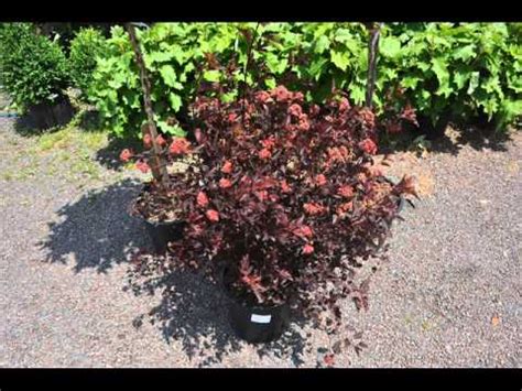 Grown this way, diabolo ninebark shows off its devilishly handsome bark to best advantage. Deer Resistant Ninebark - YouTube