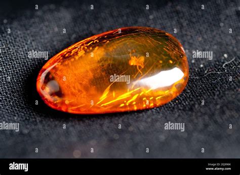 Amber With Insect Inside Stock Photo Alamy