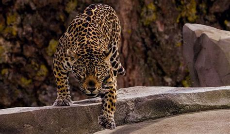 JAGUAR (animal) | Características, tamaño, hábitat y comportamiento