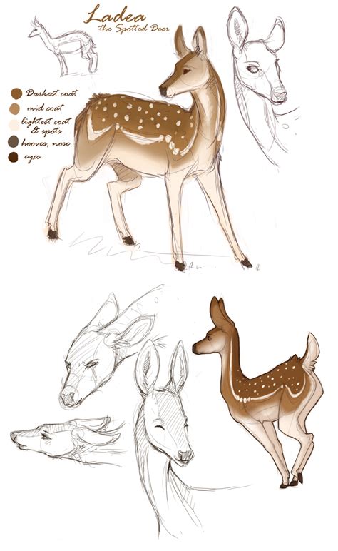 Deer Drawing Reference Jock Blog
