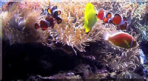Fonds d ecran vivants pour moi revenue download estimates. belles image animées : Aquariums (poissons et sirènes)