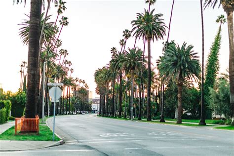 Best Palm Tree Streets In La ~ Palm Tree