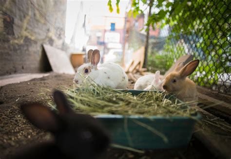 Thats A Lot Of Rabbits The New York Times