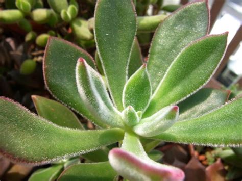 Methodological approaches to the use of modern information technologies in medicinal resource. Echeveria harmsii - Plush Plant, Red Echeveria | World of ...
