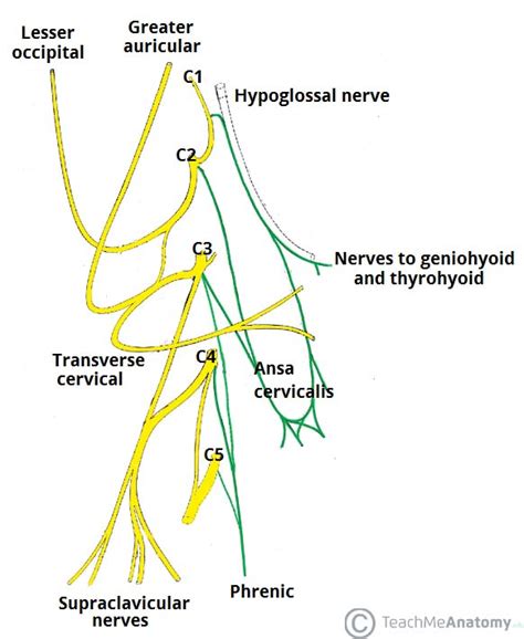 The Phrenic Nerve Anatomical Course Functions Teachmeanatomy