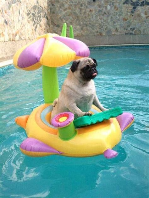 A Pug Sitting On Top Of An Inflatable Toy Boat With The Caption Its