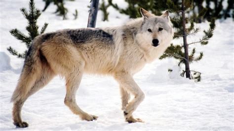 How To Protect Both Wolves And Livestock The Revelator