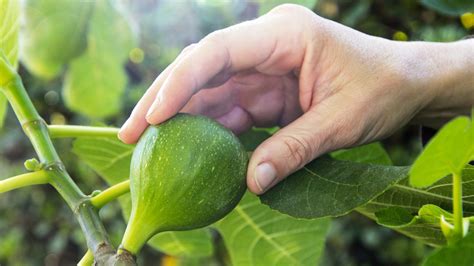 How To Grow A Fig Tree In Your Own Backyard The Neff Kitchen