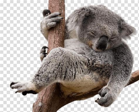 Koala Bear Sloth Koala Transparent Background Png Clipart Hiclipart