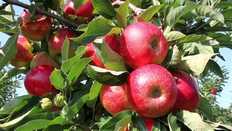 May 03, 2021 · 6 reasons to buy apple stock and never sell even as the most valuable company in the world, there's still lots to like about the iphone maker. Apple Orchard. Stock Footage Video (100% Royalty-free ...