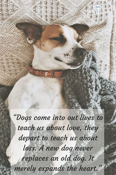 Dogquotes Dog Quotes Cute Funny Dogs Pet Poems