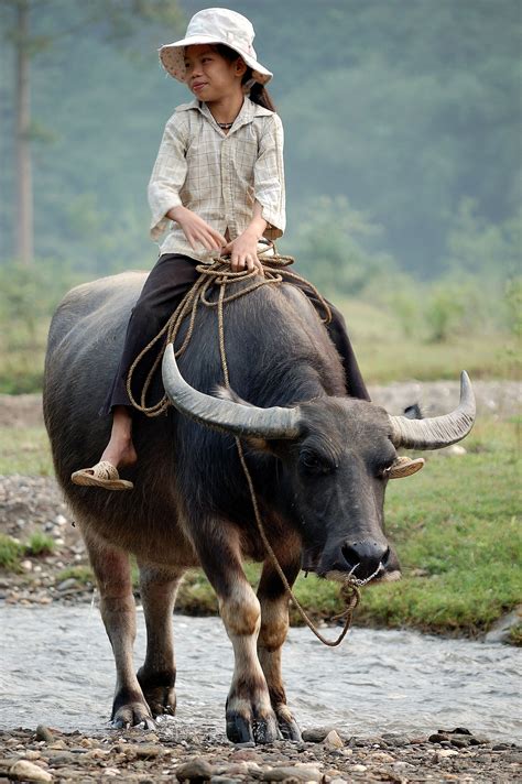 I daresay any man who says otherwise should be buffaloed. Hình tượng con Trâu trong văn hóa - Wikipedia tiếng Việt