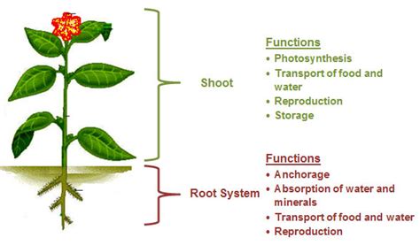 Science Plants Root And Shoot Systems Diagram Quizlet