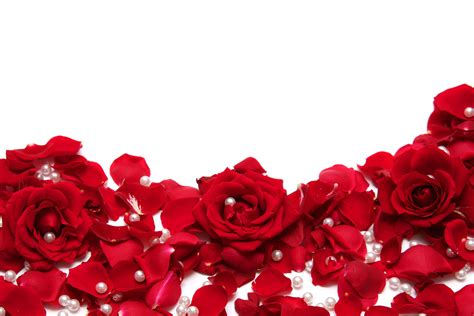 Wallpapers Of Red White Roses Wallpaper Cave