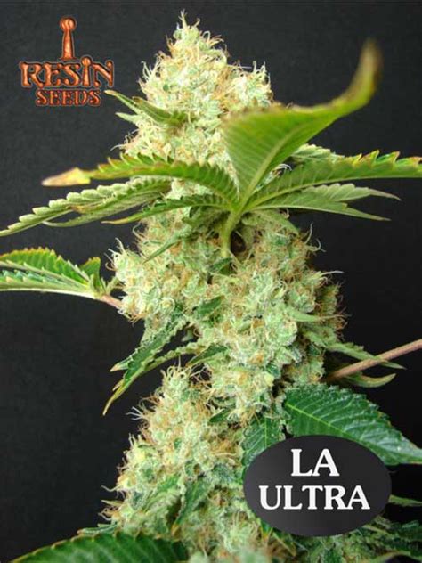 La Ultra Cannabis Seeds By Resin Seeds
