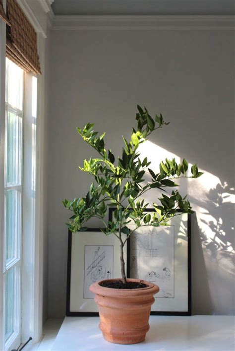 The Truth About Indoor Citrus Trees Hint They Belong Outdoors Gardenista