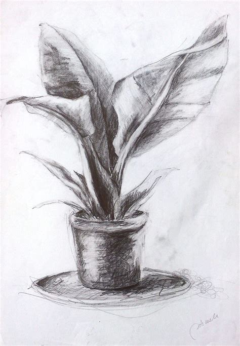 Shading Drawing Plant Drawing Hand Art Drawing Flower Drawing Still