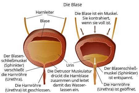 Wie beim beckenbodentraining auch, können die übungen unauffällig während des alltags absolviert werden. Restharn - unvollständige Entleerung der Harnblase