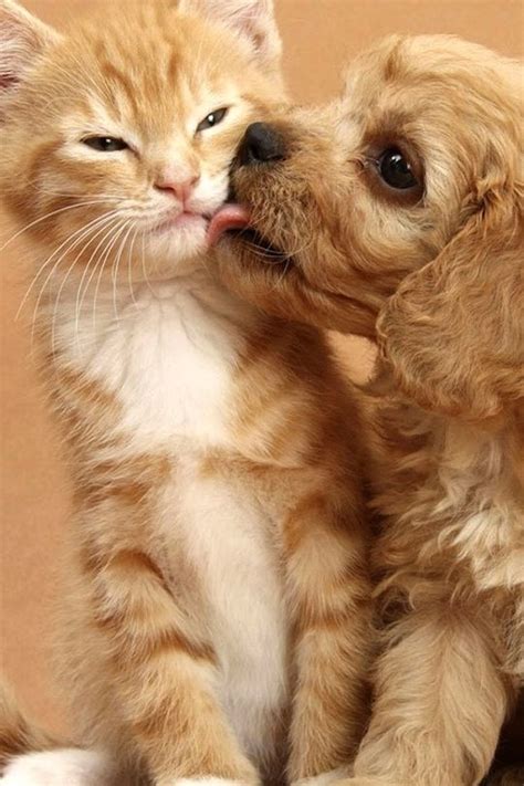 Kittens And Puppies Cute Puppies Cats And Kittens Animals And Pets