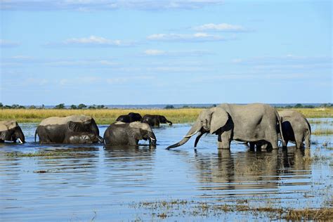 Chobe National Park Botsvana Complete Guide