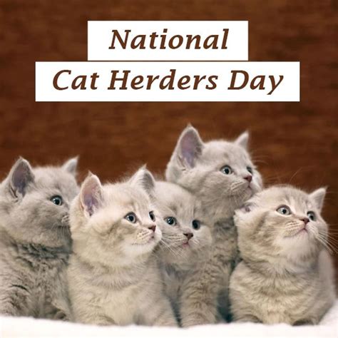 Happy National Cat Herders Day National Cat Cats Cat Care