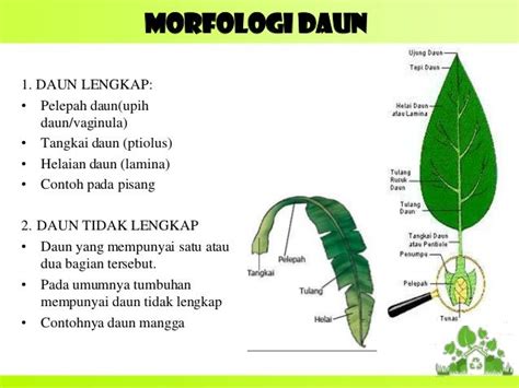 Gambar Daun Lengkap Bonus