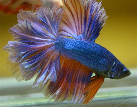Beautiful Betta Blue Pastel King Feather Tail Half Moon Hm Male In