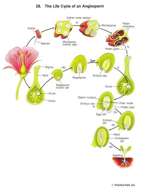 Angiosperm Life Cycle Biology Plants Life Cycles Plant Science