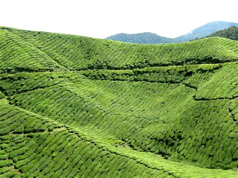 Shot at sungai palas tea estate, a boh tea plantation located in cameron highlands, malaysia tetsu ozawa. Cameron Highland, Malaysia | Sungai Palas Tea Plantation ...