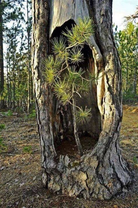 Amazing Mother Nature♥️ In 2021 Nature Tree Weird Trees Unique Trees