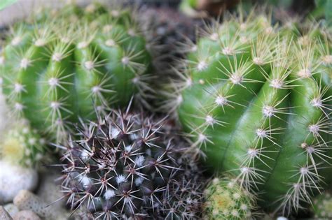 Cactus Planta Verde Foto Gratis En Pixabay Pixabay