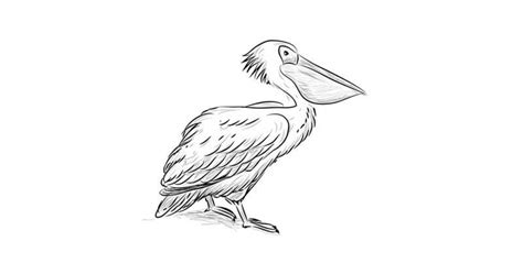 How To Draw A Pelican With A Pencil Step By Step Drawing Tutorial