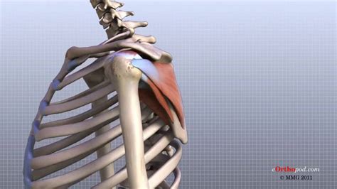 Shoulder Anatomy 3d Tutorial 1280x720 Youtube