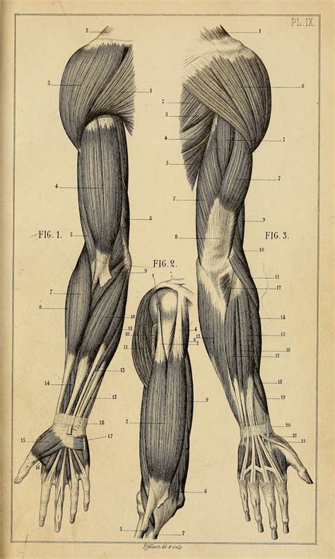 Manuel Danatomie Artistique By Jules Morel 1876 Arm Anatomy Arte Com