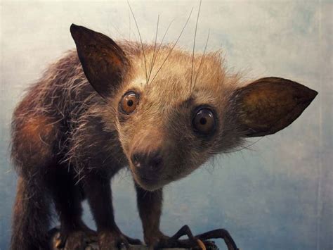 1008 Best Images About Lemur Sloth And Loris On Pinterest