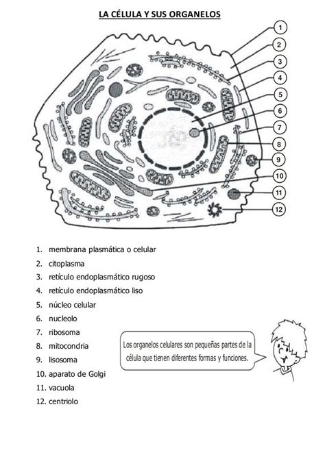 Identifica Las Partes De La Celula Eucariota Quinto Sec Worksheet