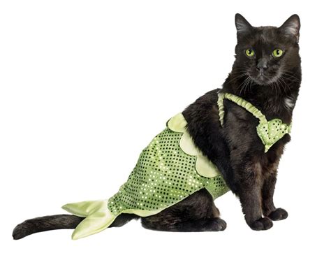 Funny Costumes For Cats 18 Cool Hd Wallpaper