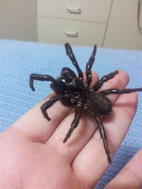 Their bite is very painful due to the acidity of the venom and the size of the fangs penetrating the skin. The 132 best Funnel Web images on Pinterest | Bugs, Hand ...