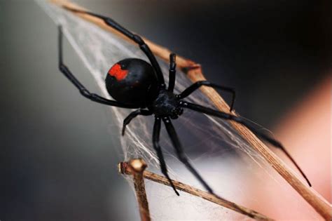 Interesting Facts Black Widow Spider Latrodectus Mactans