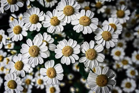 Meet The Plants The Benefits Of Chamomile Botany Culture