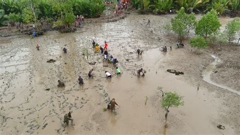 Skk Migas Petrochina Donate Mangrove Seedlings For Coastal