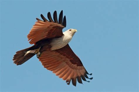 6 Fakta Elang Bondol Burung Yang Jadi Maskot Jakarta