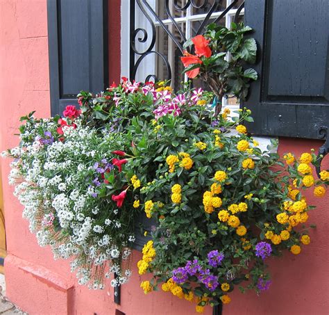 If you want to post something related to best flowers for flower boxes full sun on our website, feel free to send us an email at contact@bestproductlists.com and we. Window flower box in Charleston, SC | Window box flowers ...