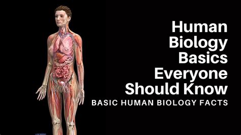 The Human Body Has Systems Basic Human Biology Facts Youtube