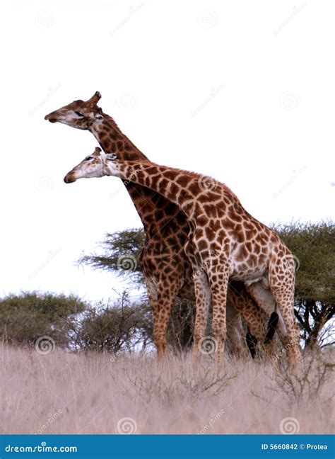 African Giraffes Play Stock Photo Image Of Kenya Legs 5660842