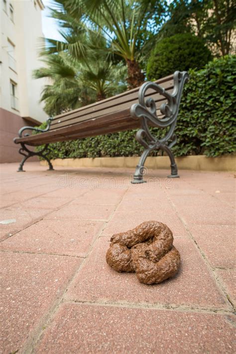 Dog Poo Stock Image Image Of Bench Unpleasant Feces 60085847