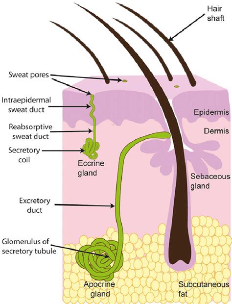 Vulvar Sweat Gland Cysts