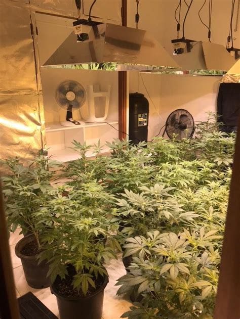 Indoor De Auto Medikit Blog Buddha Seeds