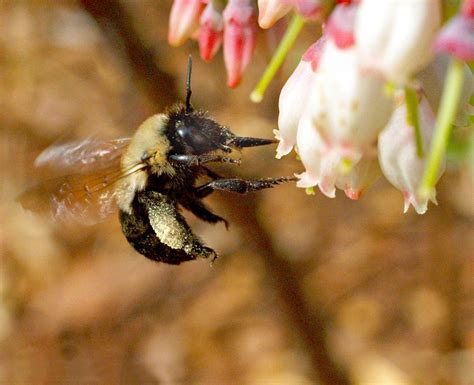 Bees Required To Create An Excellent Blueberry Crop The Better Parent